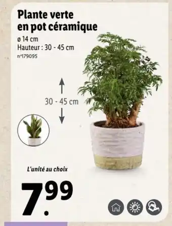 Lidl Plante Verte en Pot Céramique offre