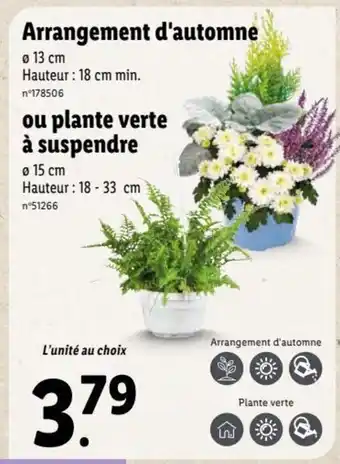Lidl Arrangement d'Automme ou Plante Verte a Suspendre offre