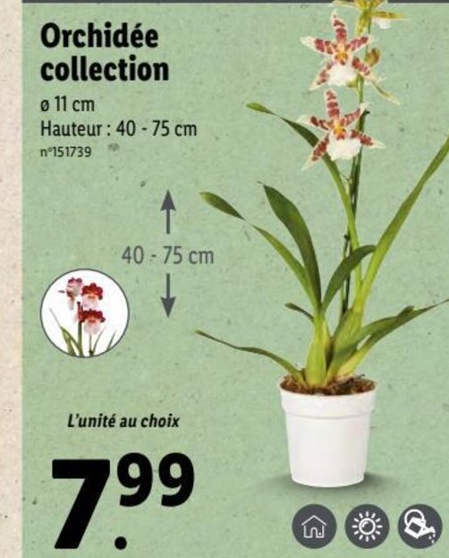 Promo Orchidée Collection chez Lidl