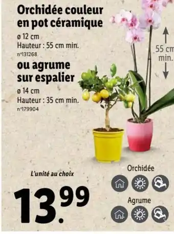 Lidl Orchidée Couleur en Pot Céramique Ou Agrume sur Espalier offre