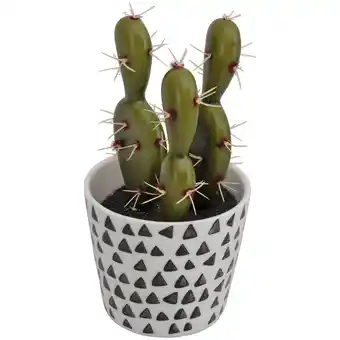 Cactus en pot 