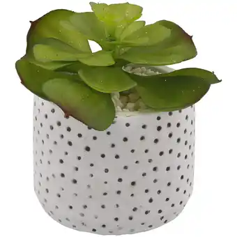 Action Plante grasse en pot offre