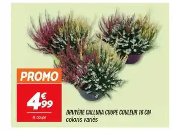 Netto Bruyère calluna coupe couleur 16 cm offre