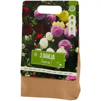 Bulbes de dahlias