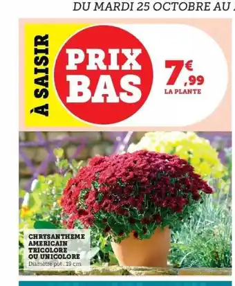 ChrysanthÚme américain tricolore ou unicolore