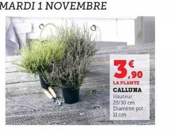 Calluna