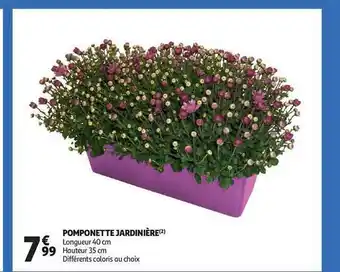 Auchan Pomponette jardinière offre