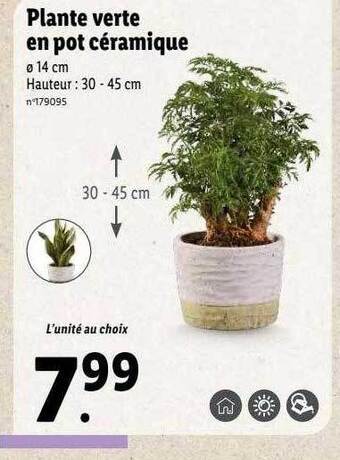 Lidl Plante verte en pot céramique offre