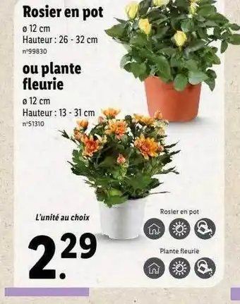 Lidl Rosier en pot ou plante fleurie offre