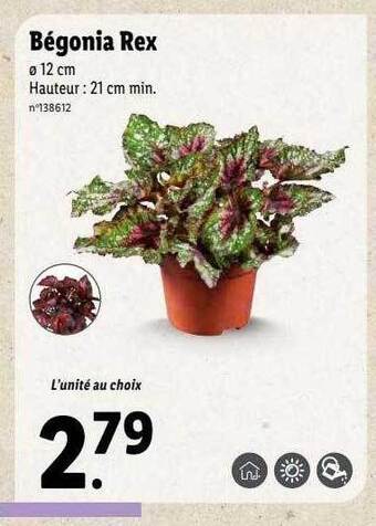 Lidl Bégonia rex offre