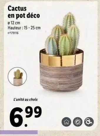 Lidl Cactus en pot déco offre