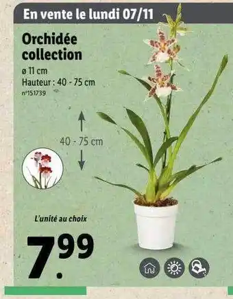 Lidl Orchidée collection offre