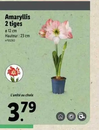 Amaryllis 2 tiges