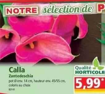 Norma Calla zantedeschia offre