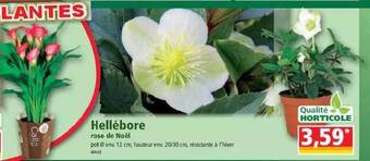 Norma Hellébore rose de noël offre