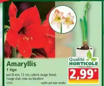 Amaryllis 1 tige