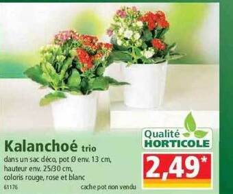 Norma Kalanchoé trio offre