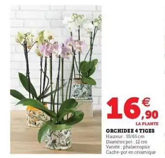 Hyper U Orchidee 4 tiges offre