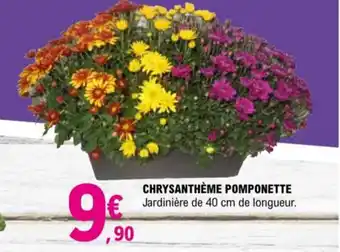 E.Leclerc Chyrsanthème pomponette offre