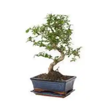 Truffaut Bonsaï d'intérieur : forêt ficus 8 ans, soucoupe. offre