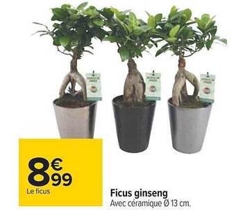 Carrefour Ficus ginseng offre