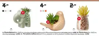 Plante éléphant, plante oiseau, pot plante cailloux