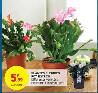 Intermarché Hyper Plantes fleuries pot 12-13 cm offre