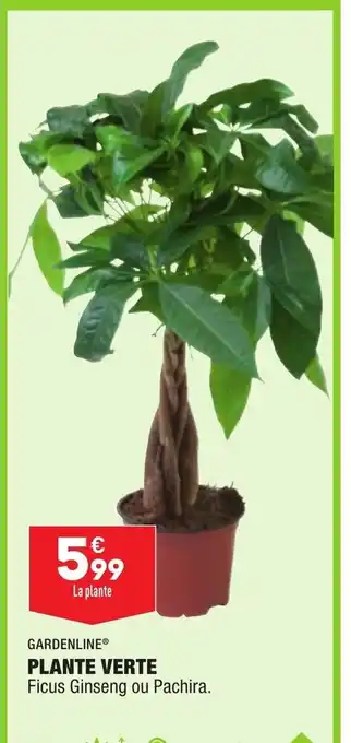 ALDI Plante Verte offre