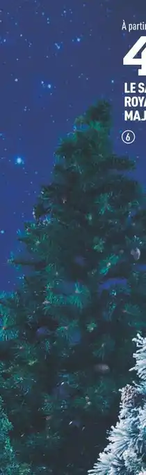 Centrakor Le sapin royal majestic offre