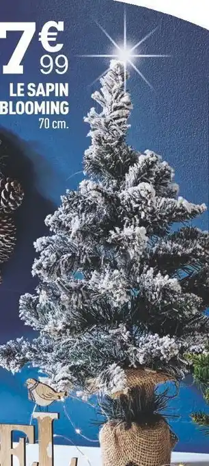 Centrakor Le sapin blooming offre