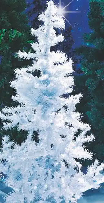 Centrakor Le sapin élégant offre