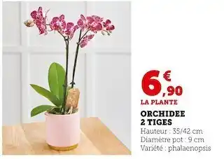 Super U Orchidee 2 tiges offre