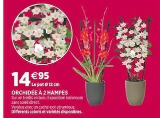 Delbard Orchidée à 2 hampes offre