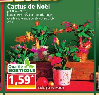 Norma Cactus De Noel offre
