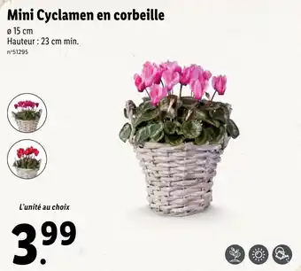 Lidl Mini cyclamen en corbeille offre