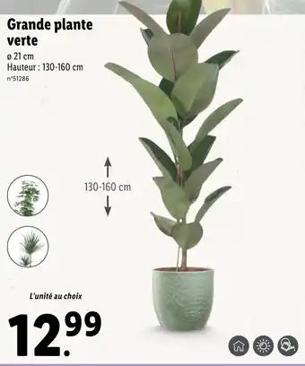 Lidl Grande plante verte offre