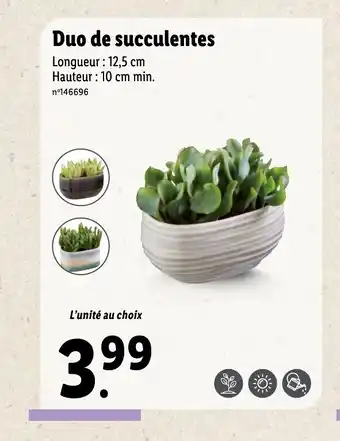 Lidl Duo de succulentes offre