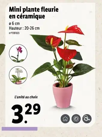 Lidl Mini plante fleurie en céramique offre