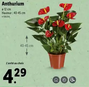 Lidl Anthurium offre