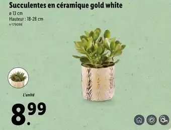 Lidl Succulentes en cëramique gold white offre