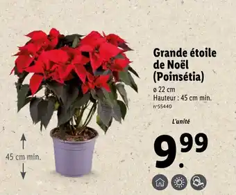 Lidl Grande étoile de noël offre