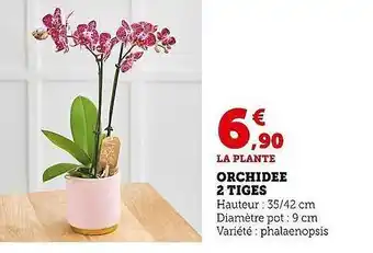 Super U Orchidée 2 tiges offre