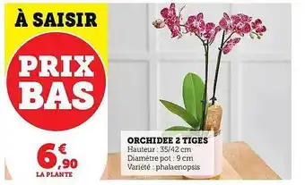 Hyper U Orchidée 2 tiges offre