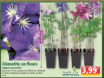 Clématite en fleurs
