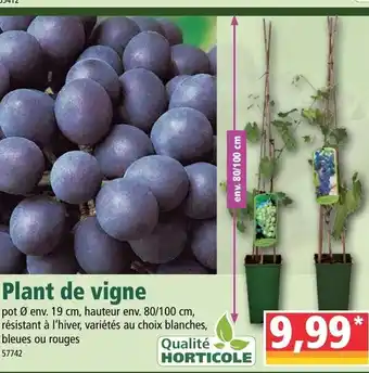 Plant de vigne