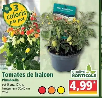 Norma Tomates de balcon offre