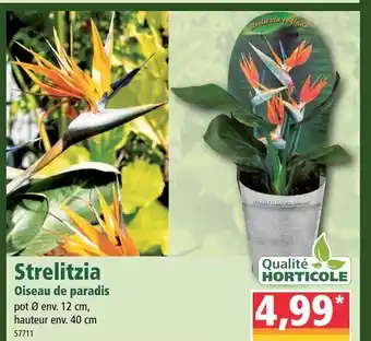 Norma Strelitzia offre