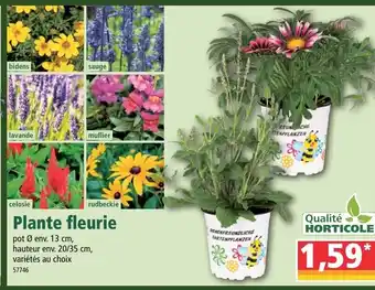 Norma Plante fleurie offre