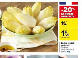 Endive Jeunes Pousses