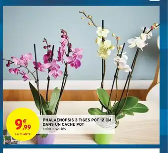 Phalenopsis 3 Tiges Pot 12 cm Dans Un Cache Pot